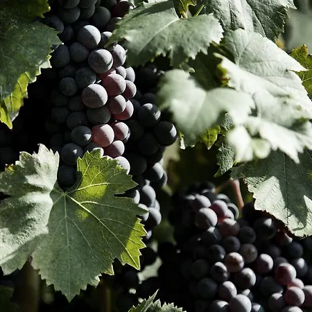 Tenuta Di Colle Alberti Agriturismo