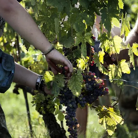 Tenuta Di Colle Alberti Agriturismo مزرعة للإقامة *