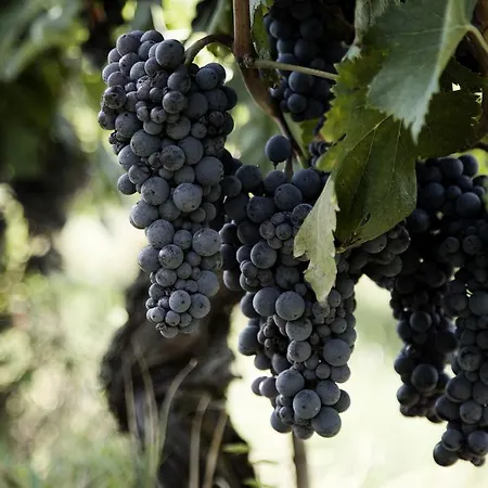 مزرعة للإقامة Tenuta Di Colle Alberti Agriturismo سيريتو غيدي