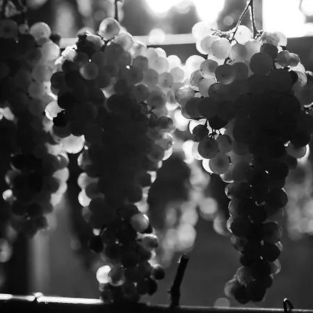 Tenuta Di Colle Alberti Agriturismo مزرعة للإقامة