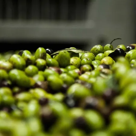 Tenuta Di Colle Alberti Agriturismo مزرعة للإقامة