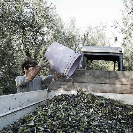 Tenuta Di Colle Alberti Agriturismo