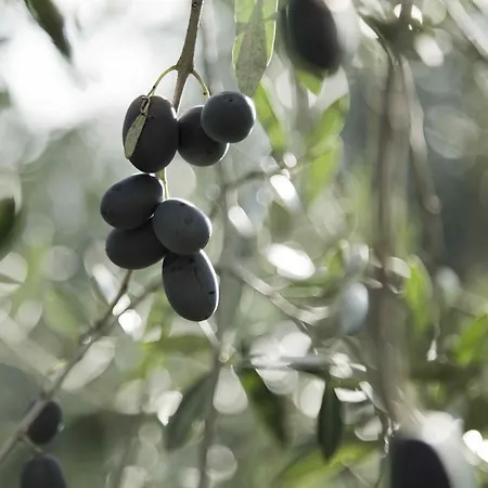 Tenuta Di Colle Alberti Agriturismo * سيريتو غيدي