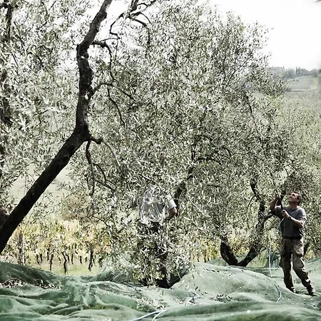 Alloggio per agriturismo Tenuta Di Colle Alberti Agriturismo