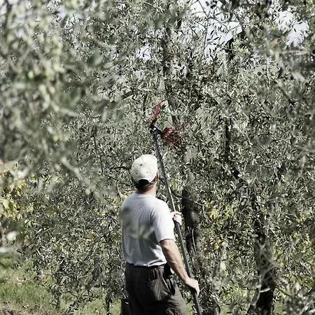 Tenuta Di Colle Alberti Agriturismo مزرعة للإقامة سيريتو غيدي