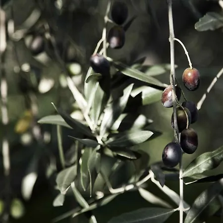Tenuta Di Colle Alberti Agriturismo سيريتو غيدي