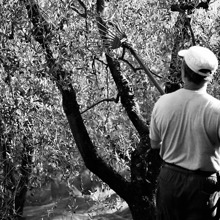 Tenuta Di Colle Alberti Agriturismo Alloggio per agriturismo