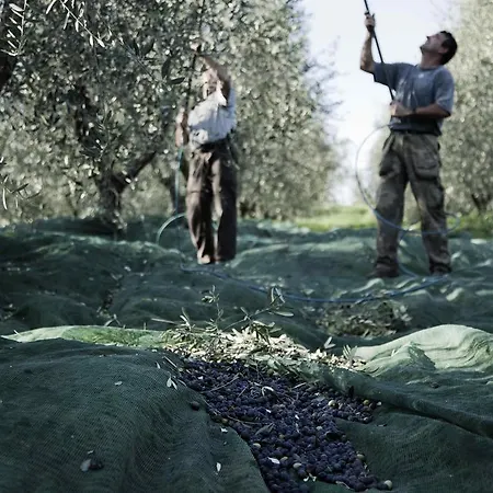 Tenuta Di Colle Alberti Agriturismo *