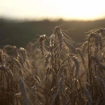 Tenuta Di Colle Alberti Agriturismo سيريتو غيدي