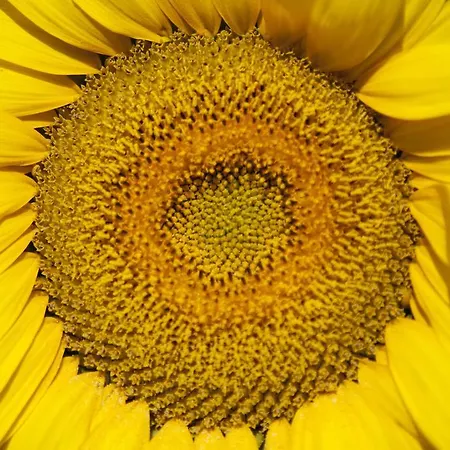 Tenuta Di Colle Alberti Agriturismo *