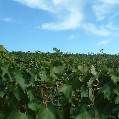 Tenuta Di Colle Alberti Agriturismo مزرعة للإقامة *